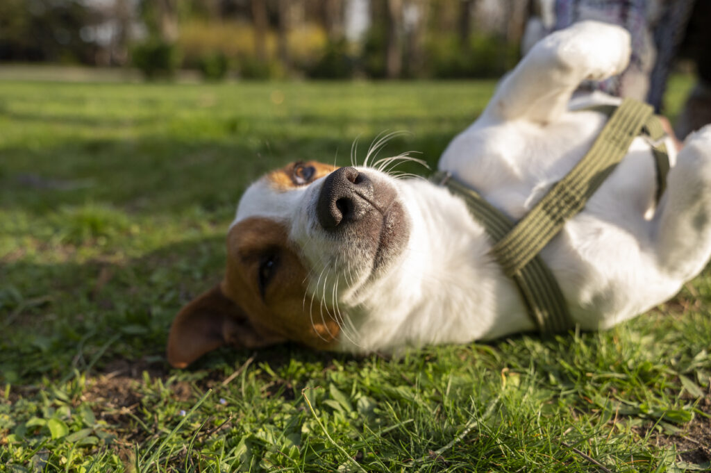 dog closeup lolling in grass