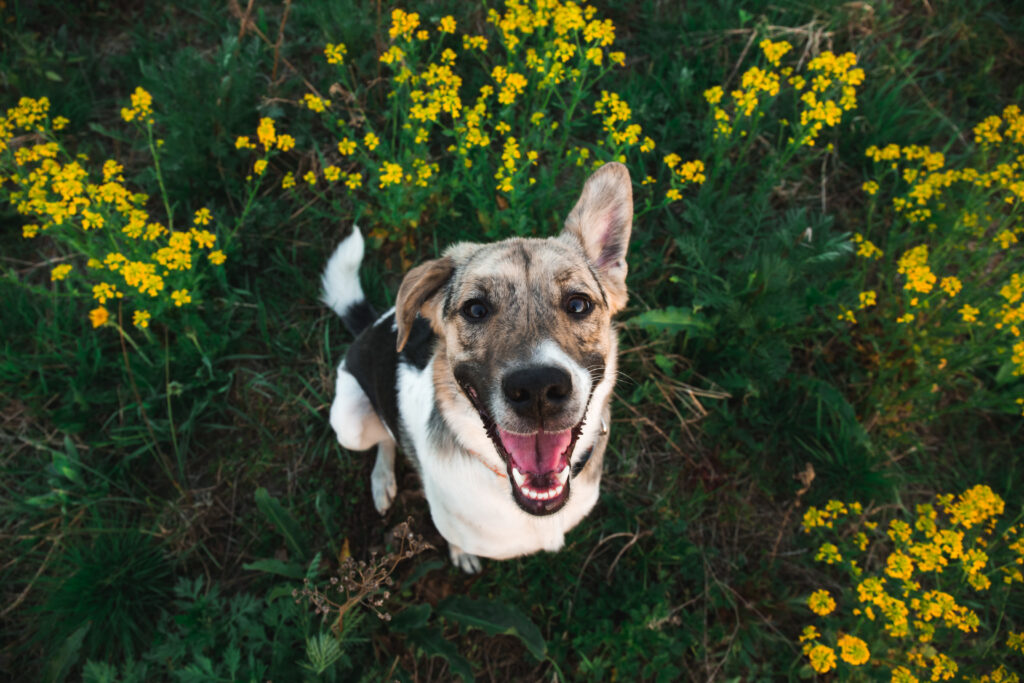 View from above at happy mongrel dog with standing and looking at camera, green grass and yellow flowers background